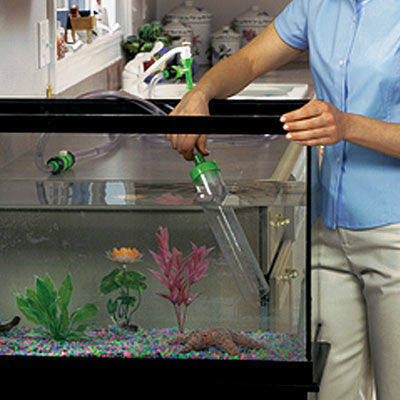 Special summer care of aquariums | Skymet Weather Services