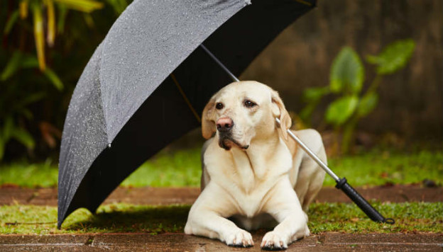 Pet Peeves Keep Away This Monsoon! | Skymet Weather Services