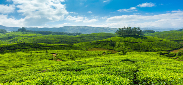 Things To Do While Visiting Magical Munnar: Places To See In Munnar ...