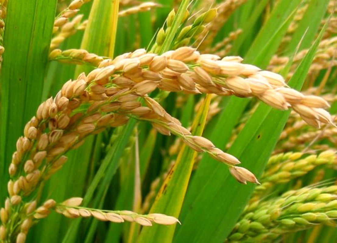 genetically-modified-gm-crops-to-reduce-farmer-s-dependency-on