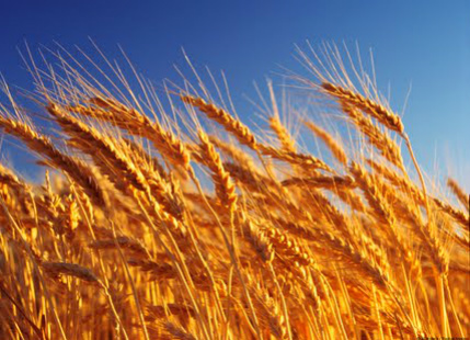 Decline in wheat production