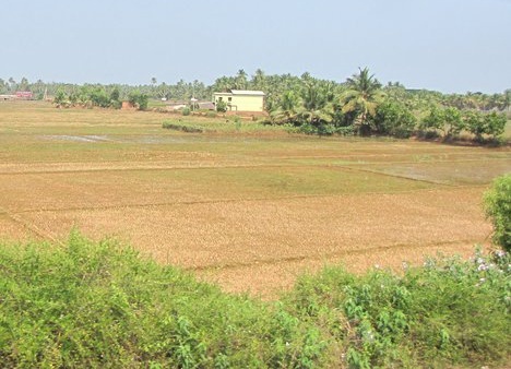 Bihar farmland