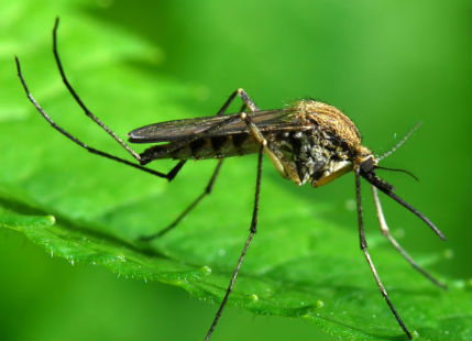 10 Reasons Why Mosquitoes are the Nastiest Creatures on Earth