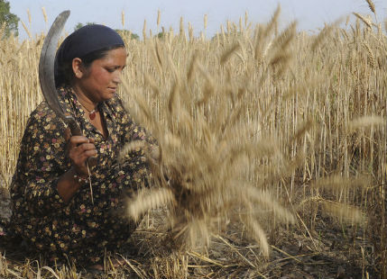 Wheat Harvest In North India to be Delayed due to Unseasonal Rain