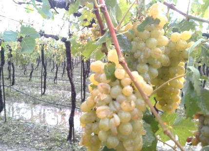 Grapes damage