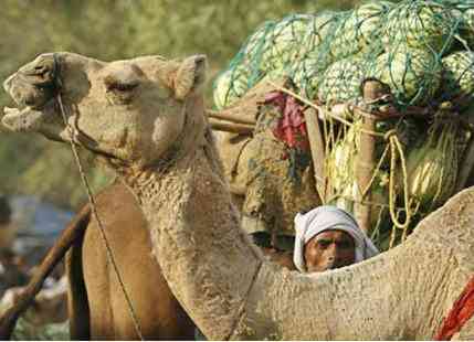 Heat in Rajasthan