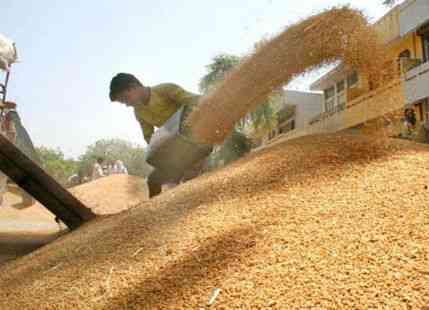 Wheat _the hindu business line