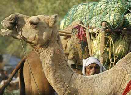 Heat Wave in Rajasthan