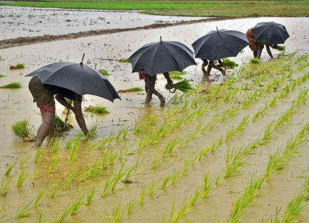 monsoon crops