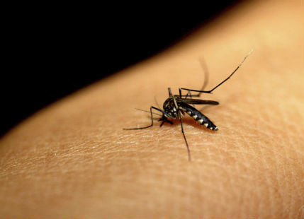 China fights dengue by releasing sterile mosquitoes