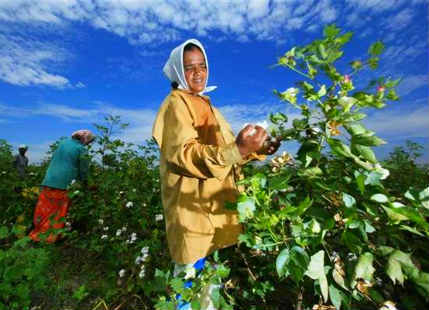 Women Farmers In Punjab Haryana Fight Whitefly Attacks