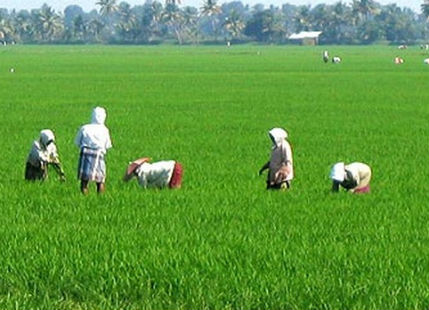 Paddy_fields_in_India