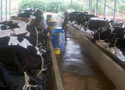 dairy farming