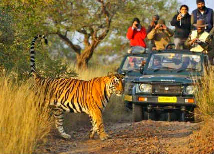 Things to do in Ranthambore