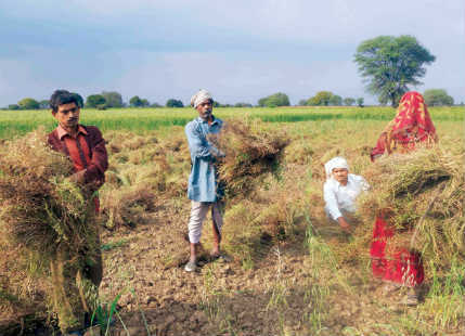 MP Farmers