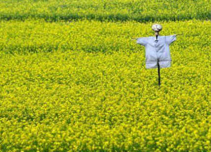 Mustard crop