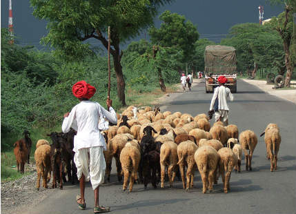 Rain in Rajasthan