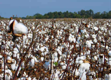 Vidarbha cotton