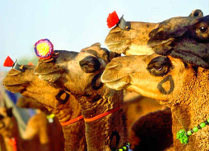 Pushkar Mela 2015 Dates