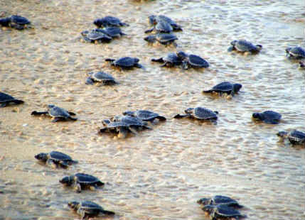 Odisha bans fishing for seven months to protect Olive Ridley turtles