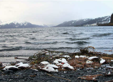 Dead Alaskan seabirds