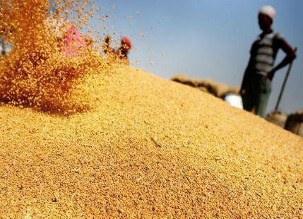 Wheat production in India