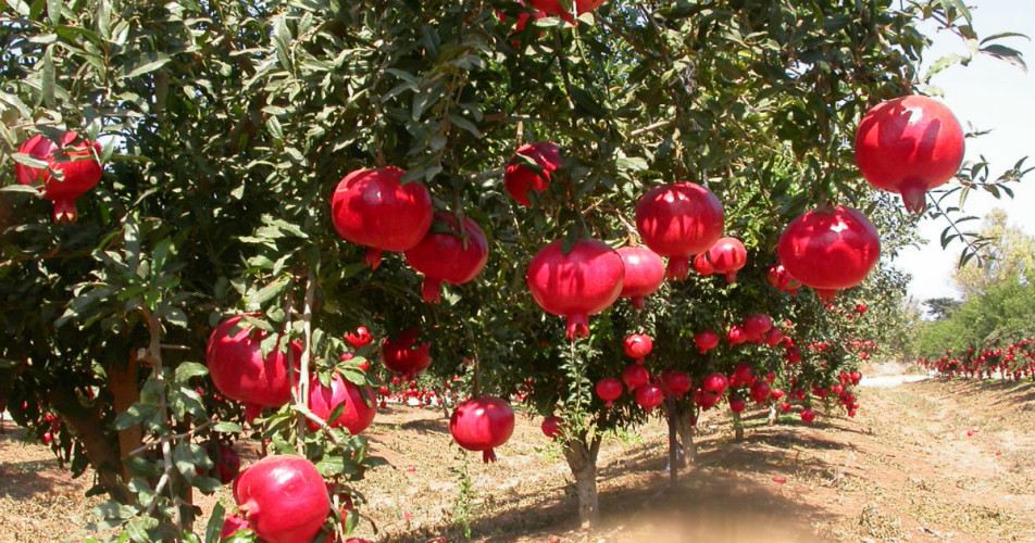 Maharashtra crop