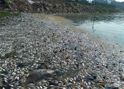 High pollution levels kill thousands of fish in Bengaluru Lake