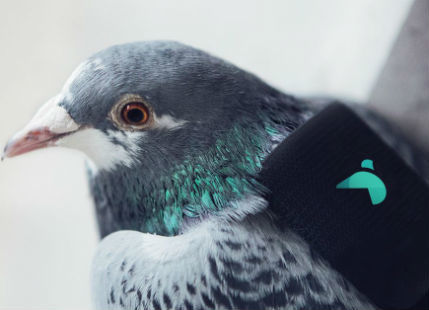 Pigeons with backpacks detecting Air Pollution