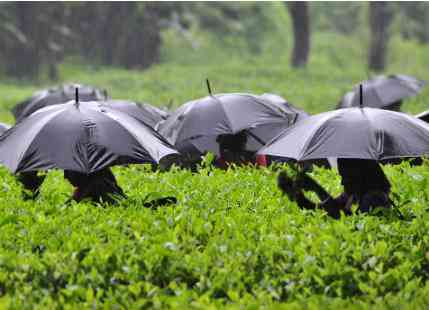 Rain in Northeast India