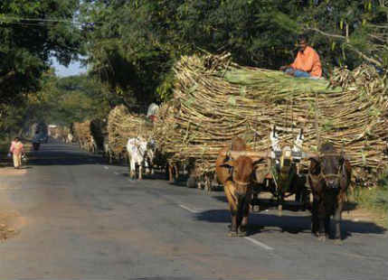 Sugar Cane