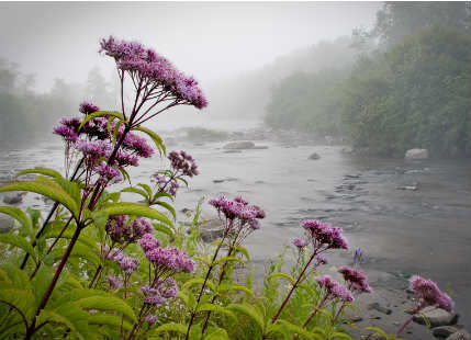 Northeast India rain