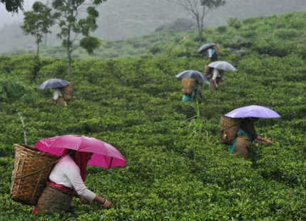 Northeast India rain deficiency