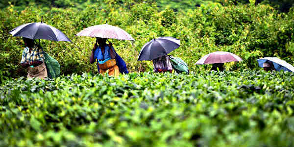 Rain in Northeast India