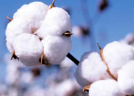 Cotton