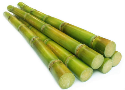 Sugarcane