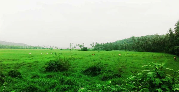 Vidarbha Rains 1