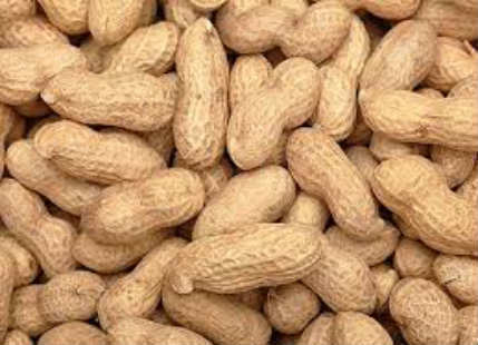 Groundnut