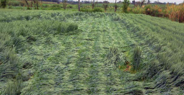 Wheat-crop Damage