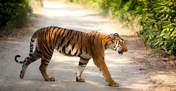 Poaching Hazard: Corbett Tiger Reserve orders shoot at sight orders ...