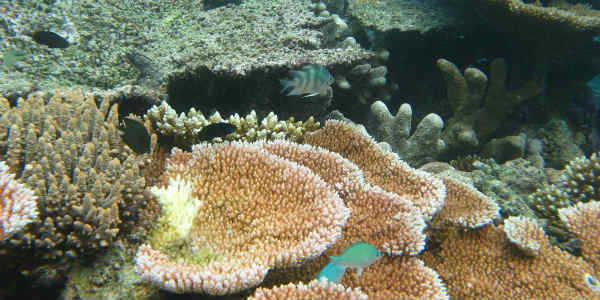 Great Barrier Reef under threat due to coal dust leak | Skymet Weather ...