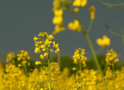 Mustard Plants