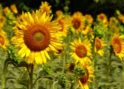 Sunflowers_Punjab