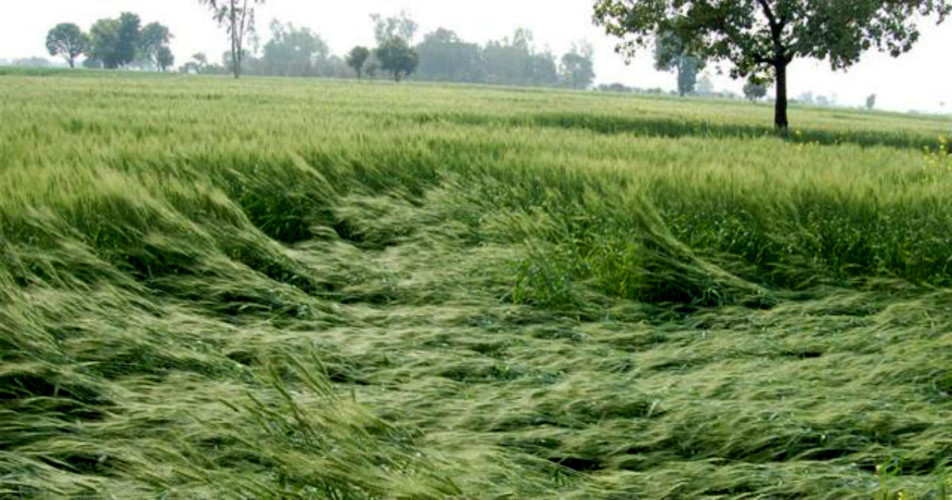 Crop damage in Rajasthan