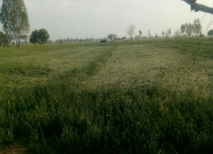 Hail storms affected wheat crop