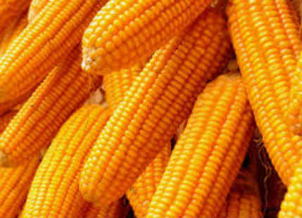 Maize