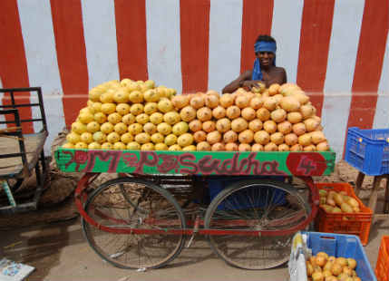 Mango exports may suffer due to smaller size; blame the weather