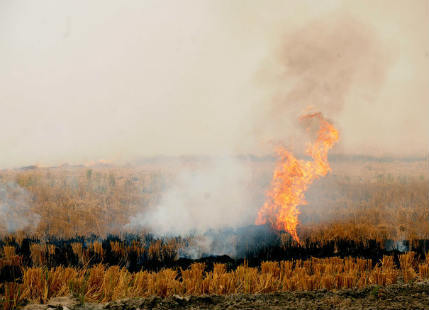 Punjab Fodder burning