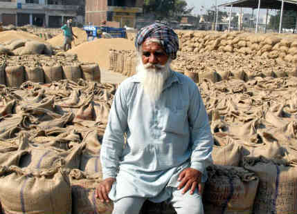 Punjab Wheat mandi