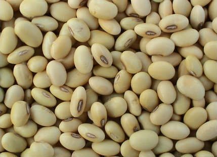 Soybean